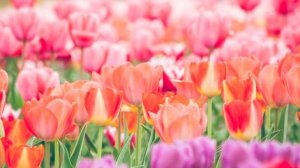 【実録】バツイチ女性が再婚・恋愛をしたいと思った理由やタイミングは？