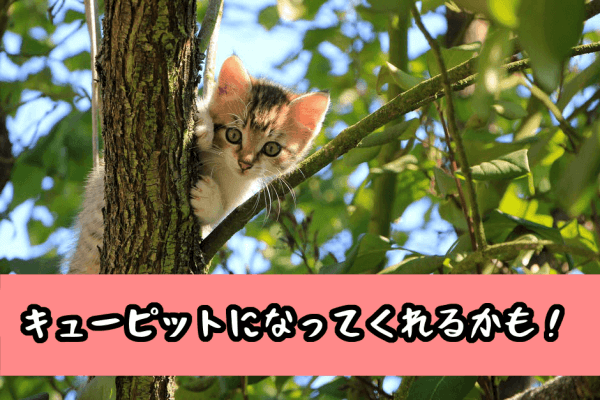 キューピット